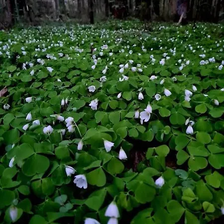 Jeruzale Park View *