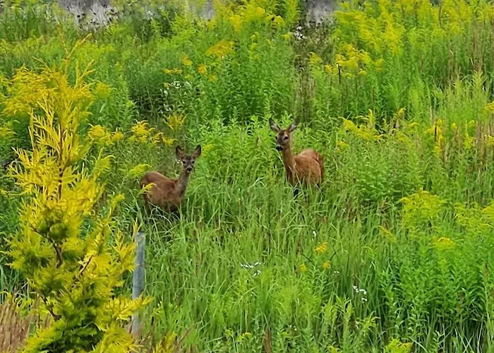 Jeruzale Park View Wilno