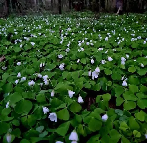 Jeruzale Park View *